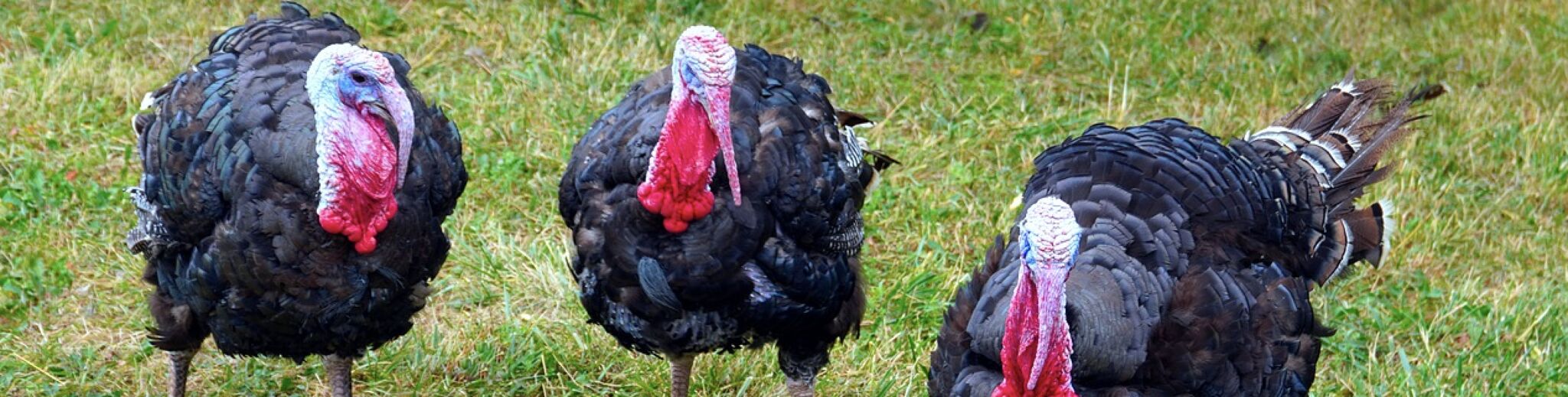 Get the Turkeys Out of Your Life